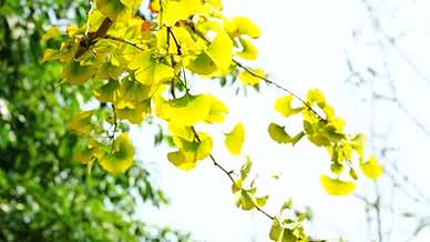 4k实拍唯美秋天枯黄的银杏叶风光视频的预览图
